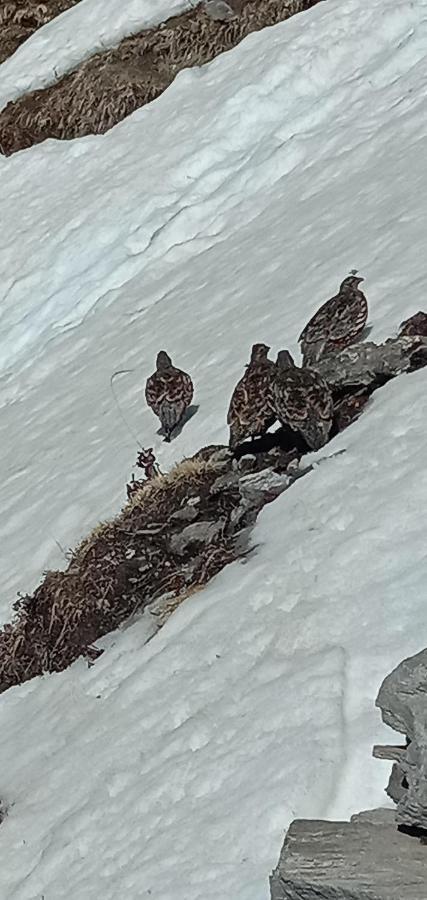 Chandarshila Hike Homestay Ukhimath Exteriör bild